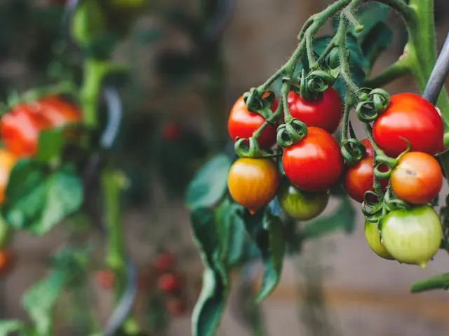 Grappe de tomates à différents stades de maturité sur un pied de tomate indéterminée tuteuré dans un potager.