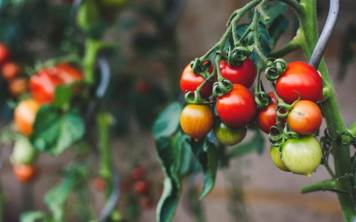 Grappe de tomates à différents stades de maturité sur un pied de tomate indéterminée tuteuré dans un potager.