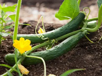 Un potager bien protégé avec des filets anti-grêle et des tuteurs renforcés avant une tempête.