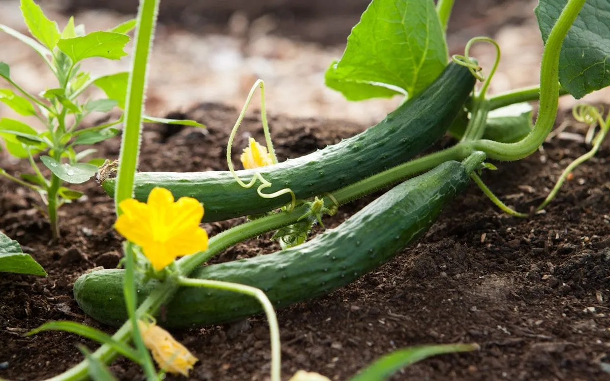 Un potager bien protégé avec des filets anti-grêle et des tuteurs renforcés avant une tempête.