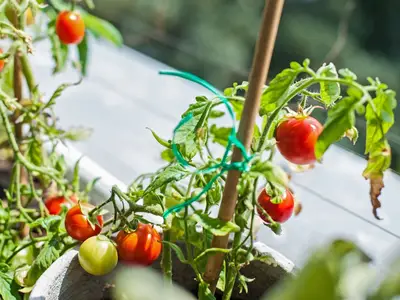 Tomates cerises en pot : le guide complet pour balcon et terrasse