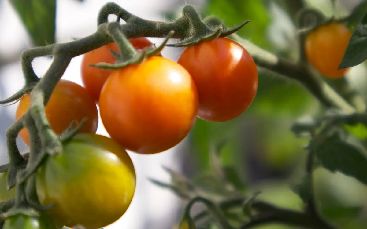 Pied de tomate au potager dont on inspecte les feuilles pour repérer le mildiou.