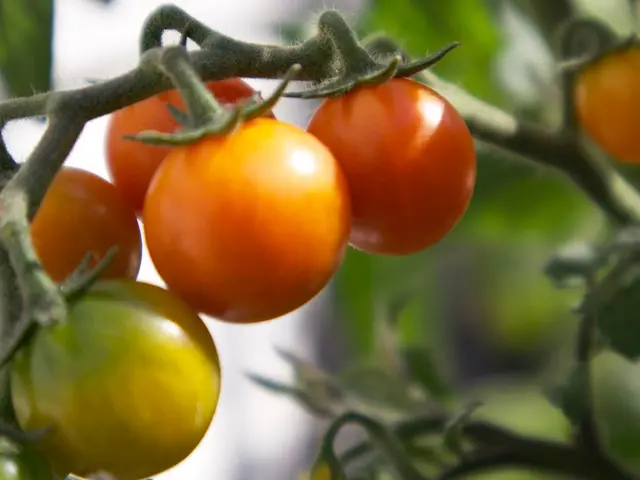 Pied de tomate au potager dont on inspecte les feuilles pour repérer le mildiou.