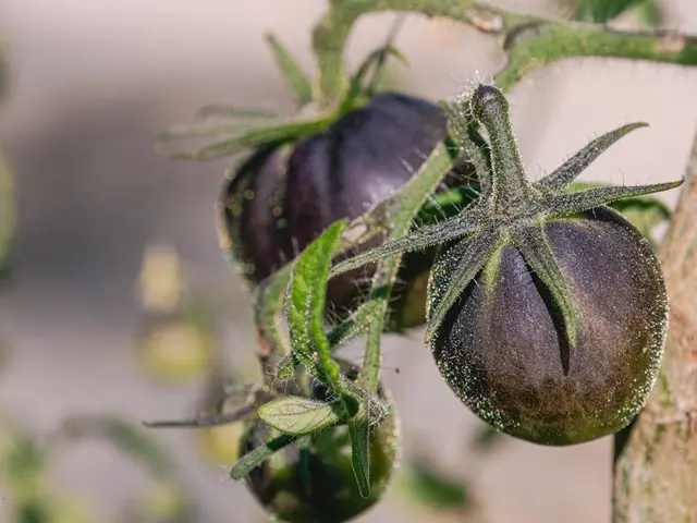 Un bocal de chutney de tomates vertes épicé posé sur une table en bois, à côté de tomates vertes fraîches et d'épices.
