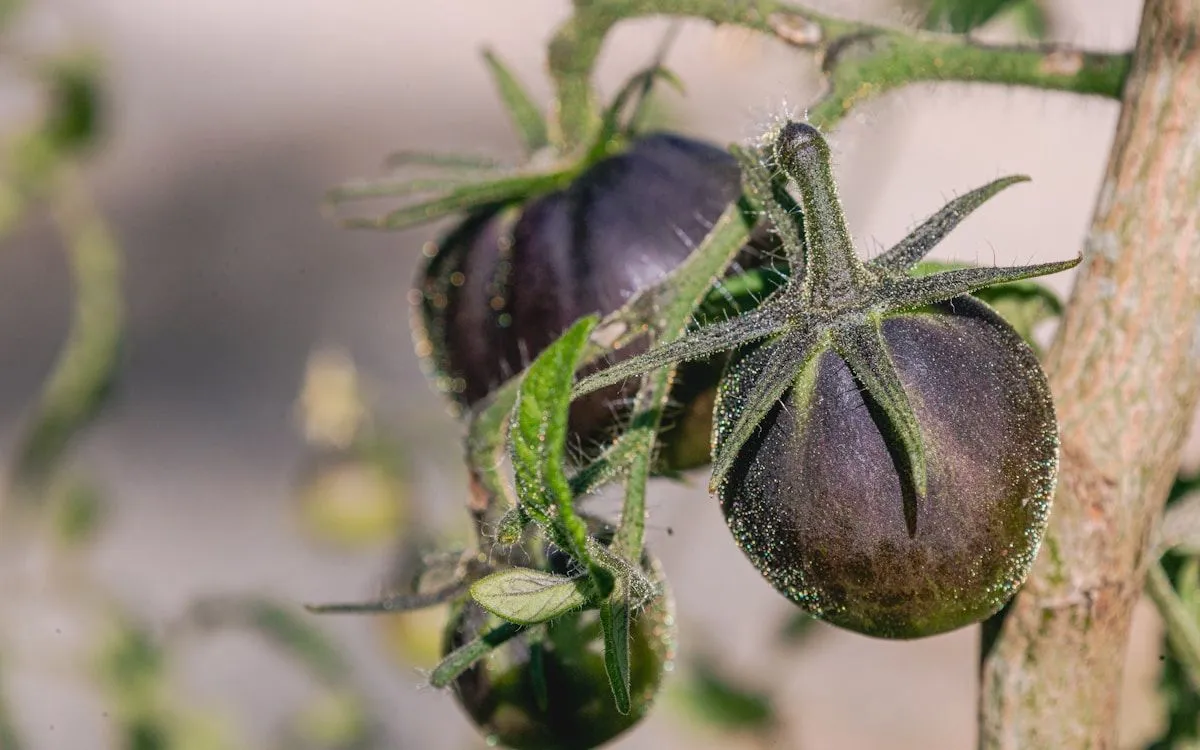Un bocal de chutney de tomates vertes épicé posé sur une table en bois, à côté de tomates vertes fraîches et d'épices.