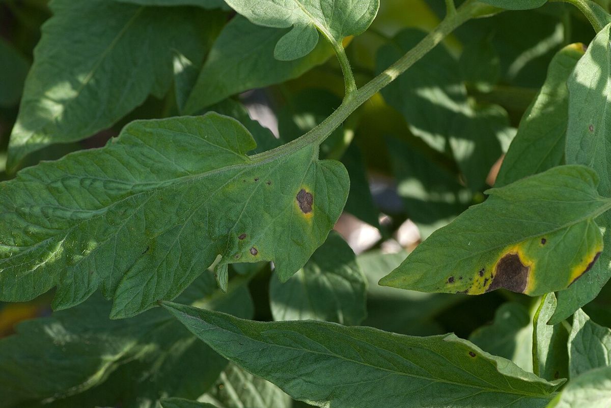 Feuilles de tomate atteintes d'alternariose : taches brunes concentriques en cible cernées d'un halo jaune