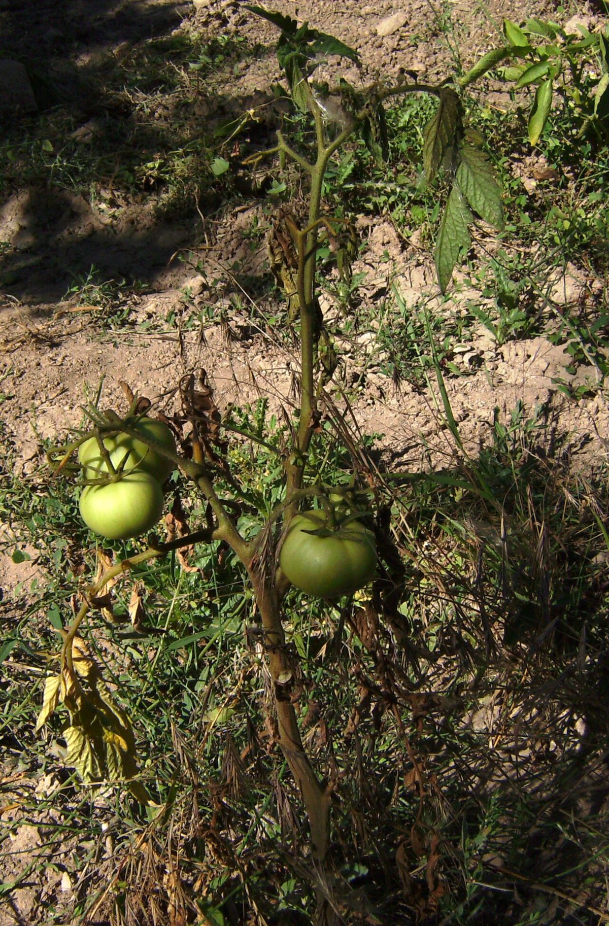 Plant de tomate en pleine terre au flétrissement attribué à la fusariose : feuillage desséché sur une partie du plant, fruits verts encore accrochés