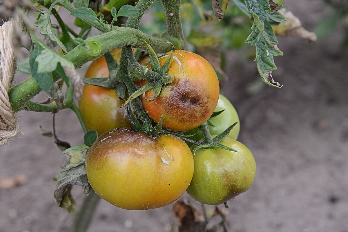 Fruits de tomate atteints de mildiou : plages brunes fermes à surface marbrée sur tomates en cours de mûrissement, feuillage voisin desséché