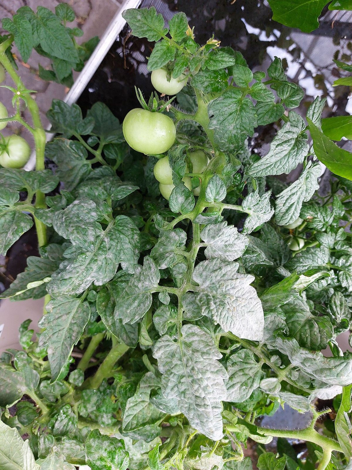 Plant de tomate avec fruits verts dont les feuilles sont couvertes d'un feutrage blanc poudreux d'oïdium