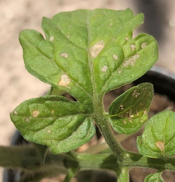 Jeune feuille de tomate marquée de plages décolorées attribuées au virus de la mosaïque (ToMV)