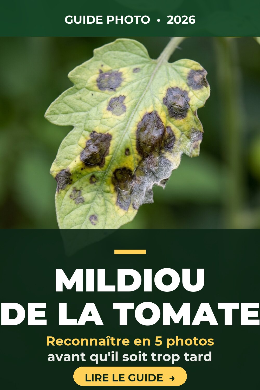 Mildiou de la tomate : reconnaître en 30 secondes les taches huileuses + duvet blanc au revers, traitements bio efficaces et 7 gestes de prévention. Le guide complet illustré PotagerPro.